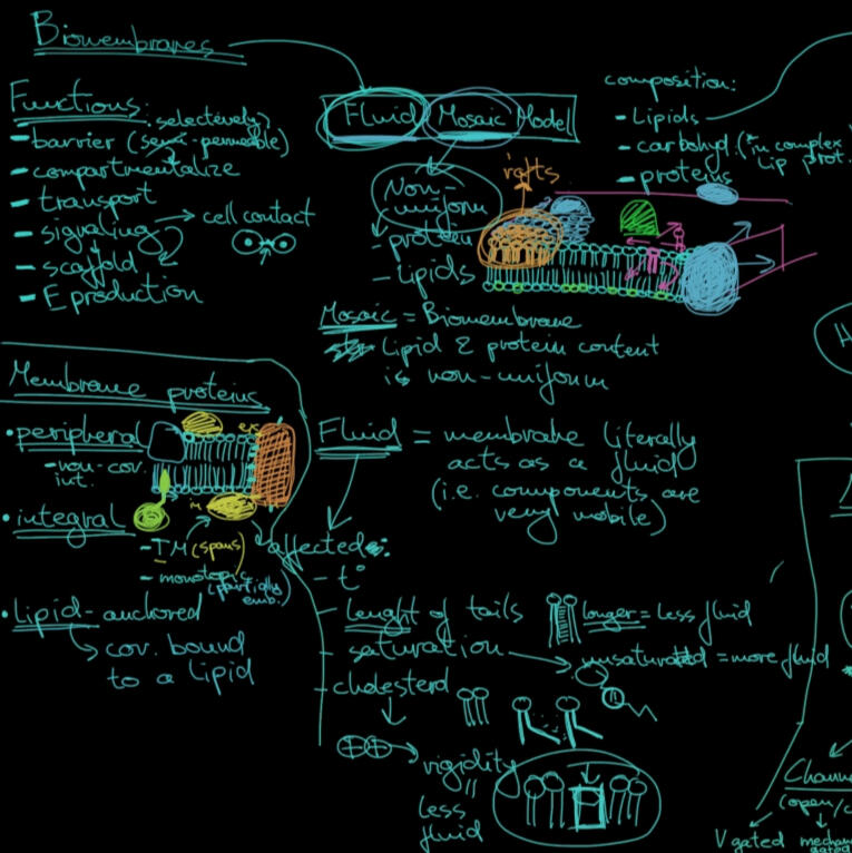 Dane Marijan blackboard writing