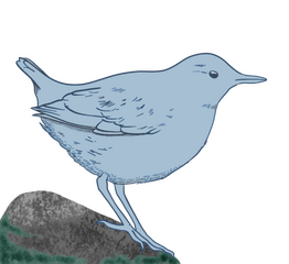 Dane Marijan bird logo